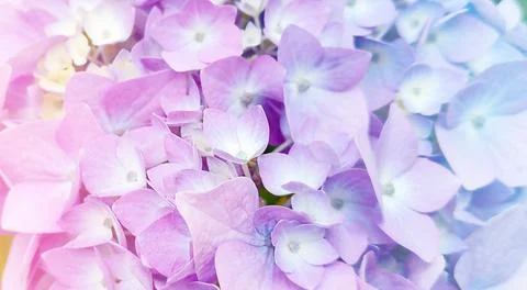 Pastel pink and lavender Hydrangea flowers in a soft floral close-up Stock Photos