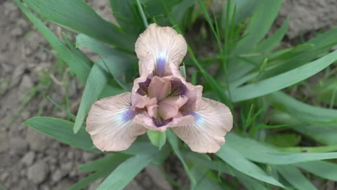 Pastel pink dwarf irises Video stock 285715656