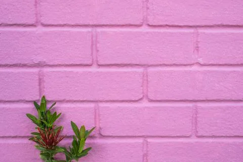 Pastel pink ordered brick wall texture background,backdrop for lady or woman Stock Photos
