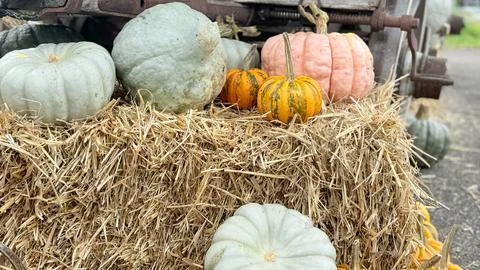Pastel pumpkins on straw rustic autumn harvest composition cozy countryside Stock-Fotos