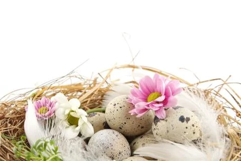 Pastel quail easter eggs in the nest with white and pink flowers isolated on Stock Photos