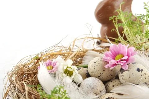 Pastel quail easter eggs in the nest with white and pink flowers on white bac Stock Photos