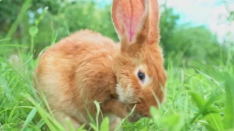 A pastel red fluffy rabbit on a sunny green meadow in the spring season washes Stock Footage 202055152