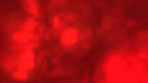 Pastel red gradient motion background With Seamless Loop. Stock Footage 298866156