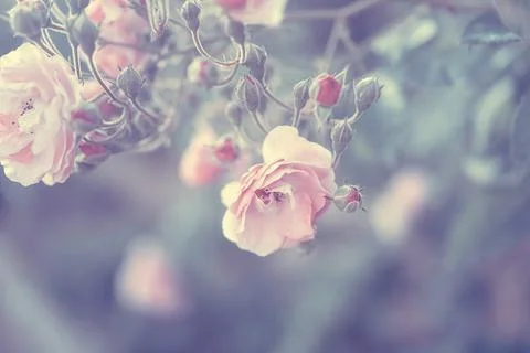 Pastel rose border Stock Photos