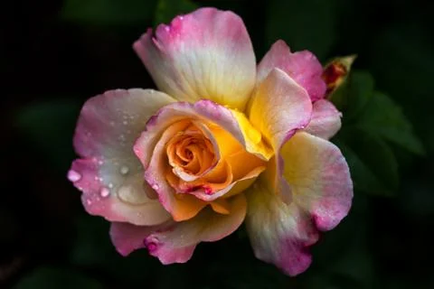 Pastel rose Stock Photos