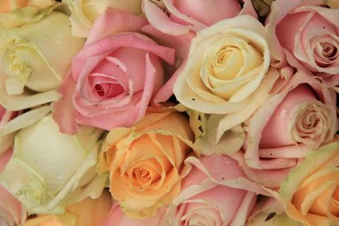 Pastel roses  Stock Photos