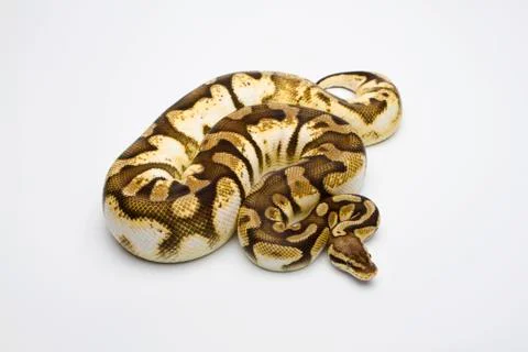 Pastel sugar ball python or royal python (python regius), female 스톡 사진