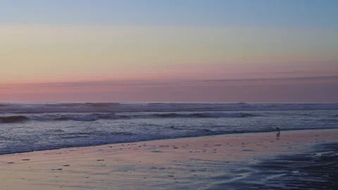 Pastel Sunset on Beach with Seagull Stock Footage 341367028