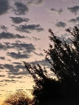 Pastel Twilight and Dramatic Clouds Over Tree Silhouettes Stock Photos