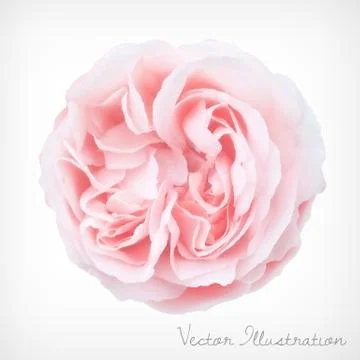Pastel Vector Rose Stock Illustration