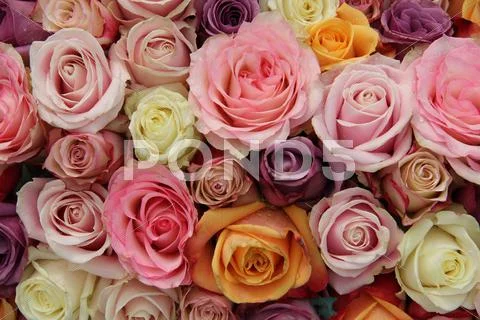 Pastel Wedding Roses