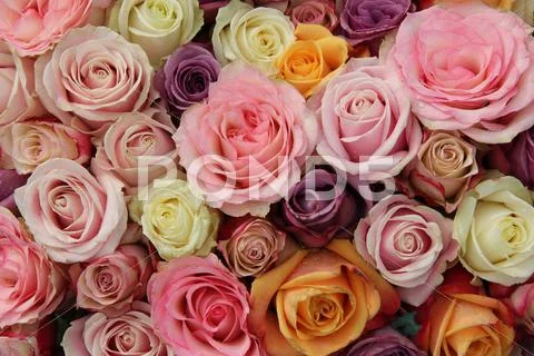 Pastel Wedding Roses
