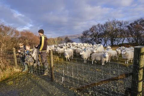 Pastor y sus hijos junto a un rebano de ovejas pastor y sus hijos junto a ... Stock Photos