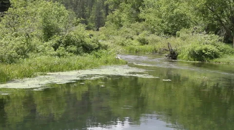 Pastoral forest pond Stock Footage 40301765