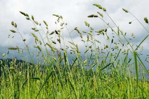 Pastoral. Grass in the mountains. On the background of the cloudy sky. Stock Photos