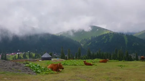 Pastoral setting featuring calm cows among misty mountain scenery Video stock 331940212