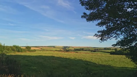 Pastoral View of Cattle Grazing in Rolling Green Agricultural Fields Cornwall Video stock 338366236