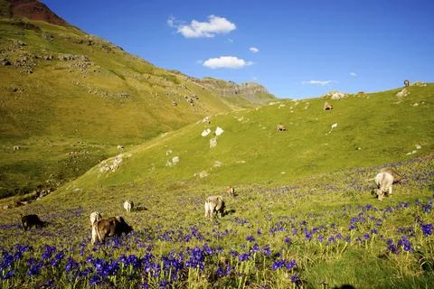Pastos de montana. canal de Izas.Pirineos.Huesca.Cordillera pirenaica.Espa... Stock Photos