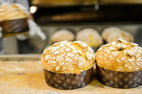Pastry baker artisan baking small group of italian panettone sweet bread ty.. Photos