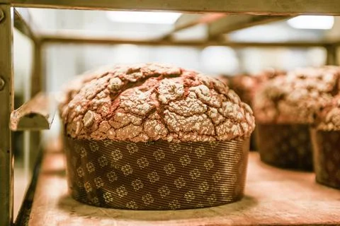 Pastry baker artisan baking small group of italian panettone sweet bread ty.. Photos