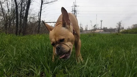 Pasturage Video stock 105038610