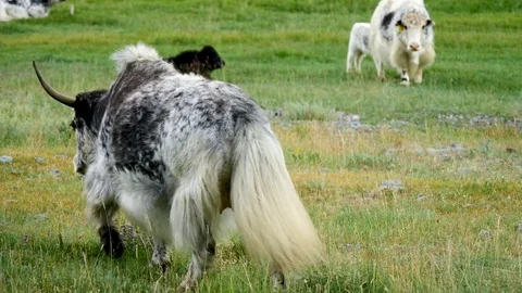 As in the pasture 1 Stock Footage 82895886