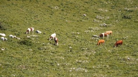 Pasture with alpine cows in mountains, cattle and livestock keeping Stock Footage 125604447