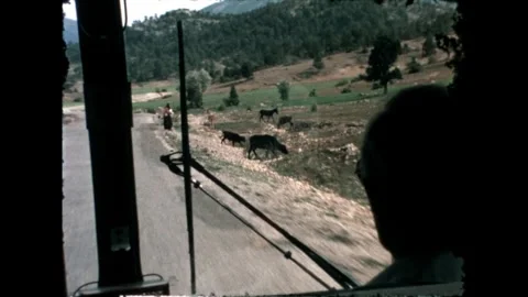 Pasture and Cattle Video stock 278040093