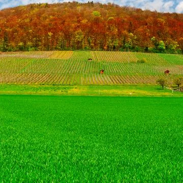 Pasture and Vineyard Stock Photos