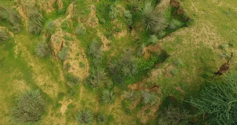 Pasture for camels. Stock-Footage 125344897