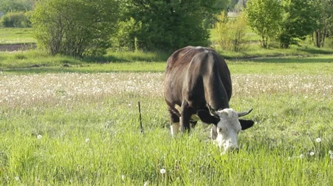 Pasture cow Video stock 7130889