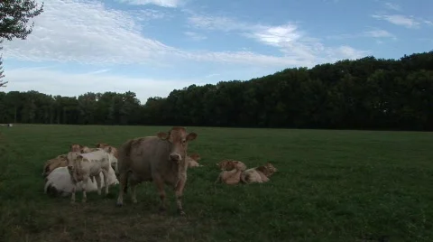 Pasture, Cow Walking to Camera Video stock 523618