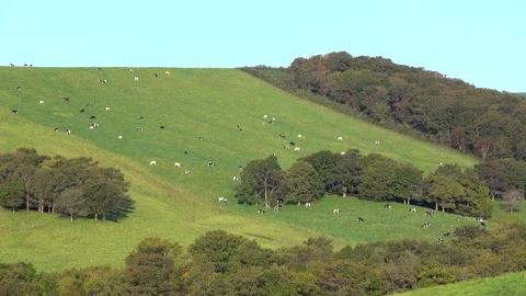 Pasture for Cows Video stock 332327154