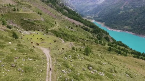 Pasture with cows in the mountains Stock Footage 77460738