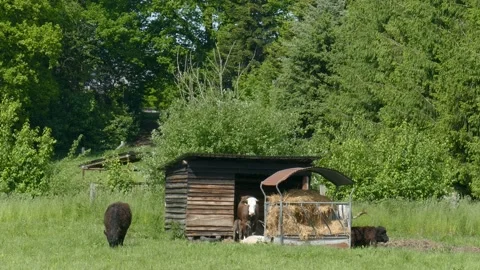 Pasture, cows, stable Video stock 227685954
