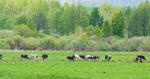 Pasture with cows on a summer day Stock Footage