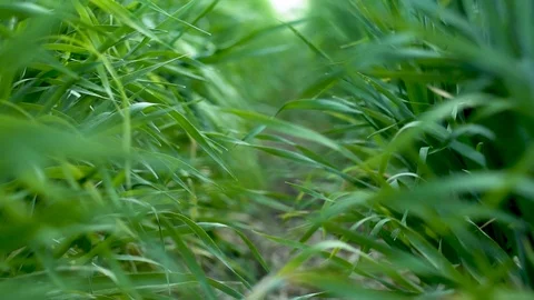 Pasture in crop field Stock Footage 108690906
