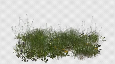 Pasture Field blowing in the wind Loop Animation. Alpha Channel Stock Footage 310406114