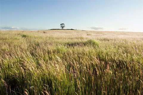 Pasture field Stock Photos