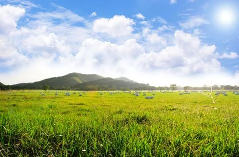 Pasture field Stock Photos