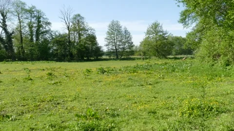 Pasture, flower meadow with trees in spring, blue sky, Germany, Europe Stock Footage 130567056