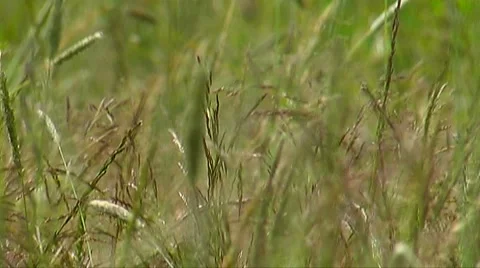 Pasture Stock Footage 953916