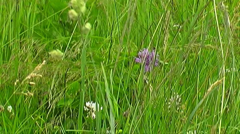 Pasture Stock Footage 953930