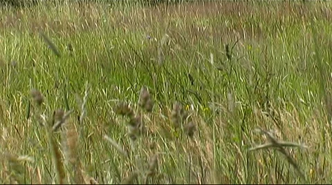 Pasture Video stock 953962