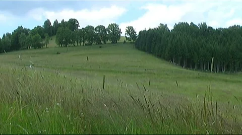 Pasture Video stock 954026