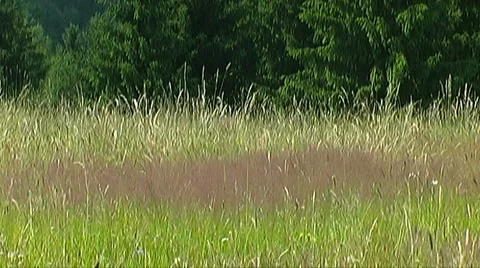 Pasture Stock Footage 954031