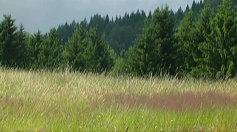 Pasture Stock Footage 954038