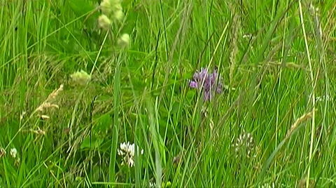 Pasture Stock Footage 954178