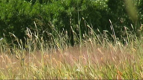 Pasture Video stock 954256